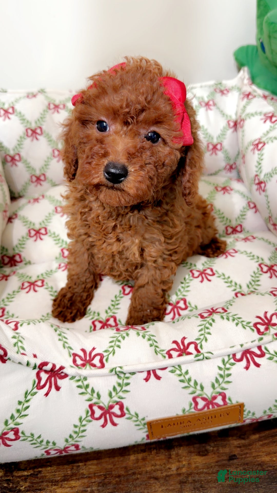 Toy Poodle dogs for sale: Tiny gems  - Ad 7