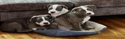 American Bully dogs for sale: Phantom  - Ad 15