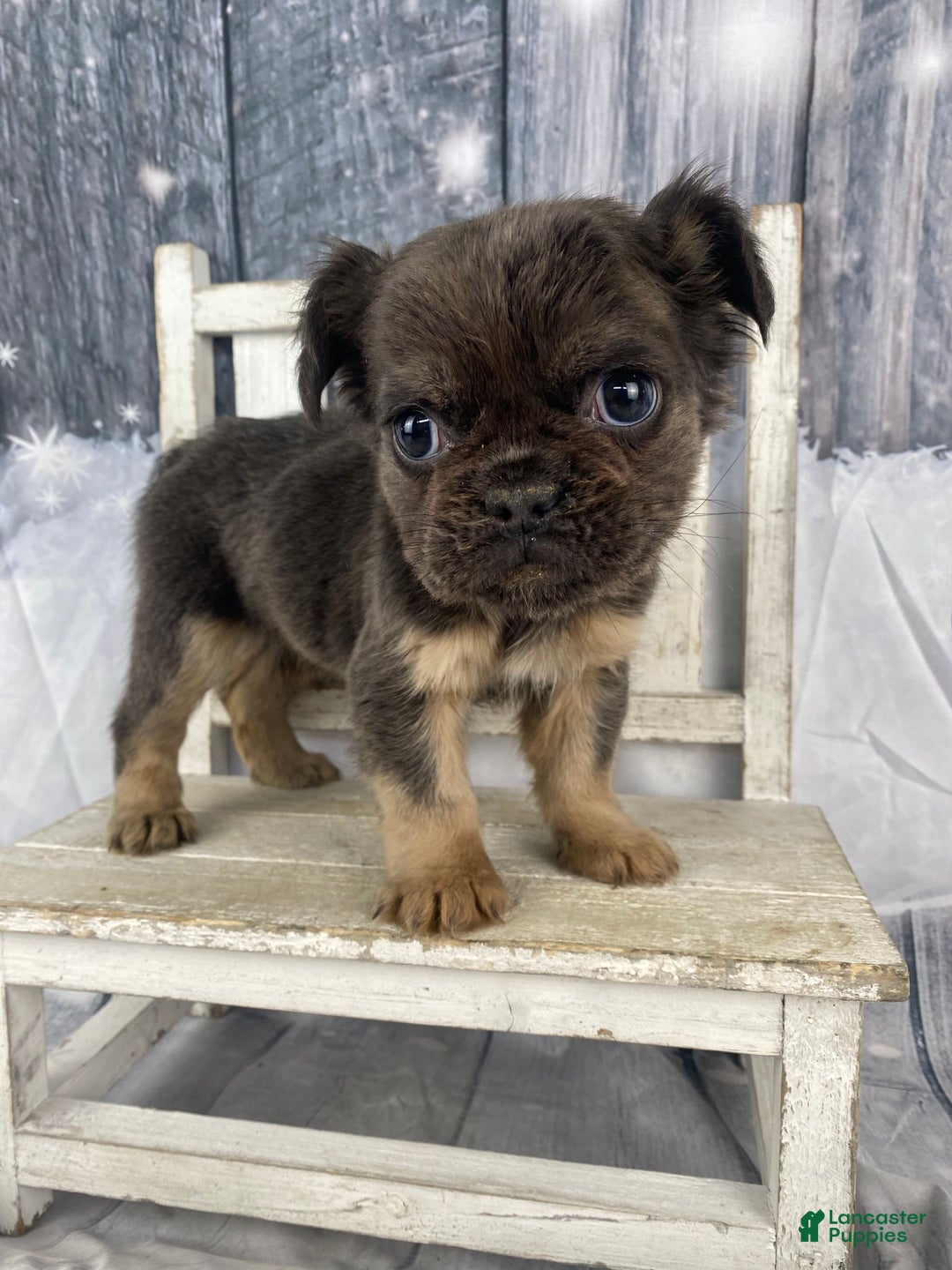 French Bulldog dogs for sale: Laken - Ad 3
