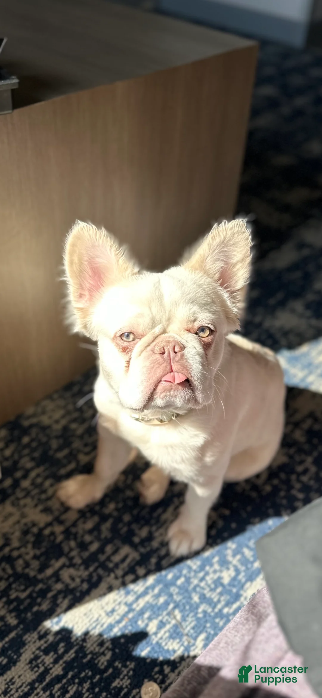 French Bulldog dogs for sale: Fergie - Ad 2