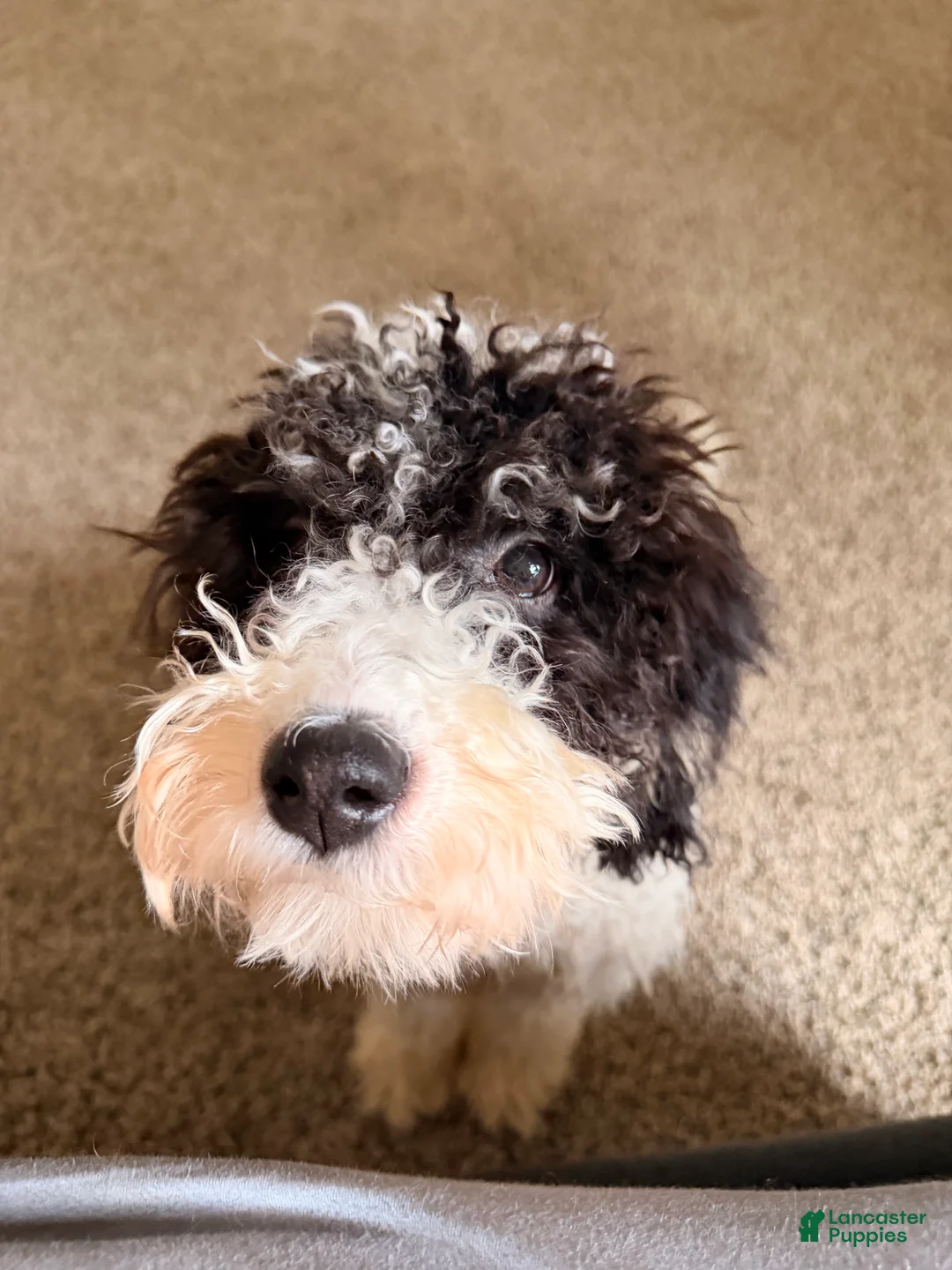 Mini Bernedoodle dogs for sale: Alora - Ad 1