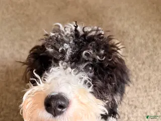 Mini Bernedoodle dogs Alora - Ad 38