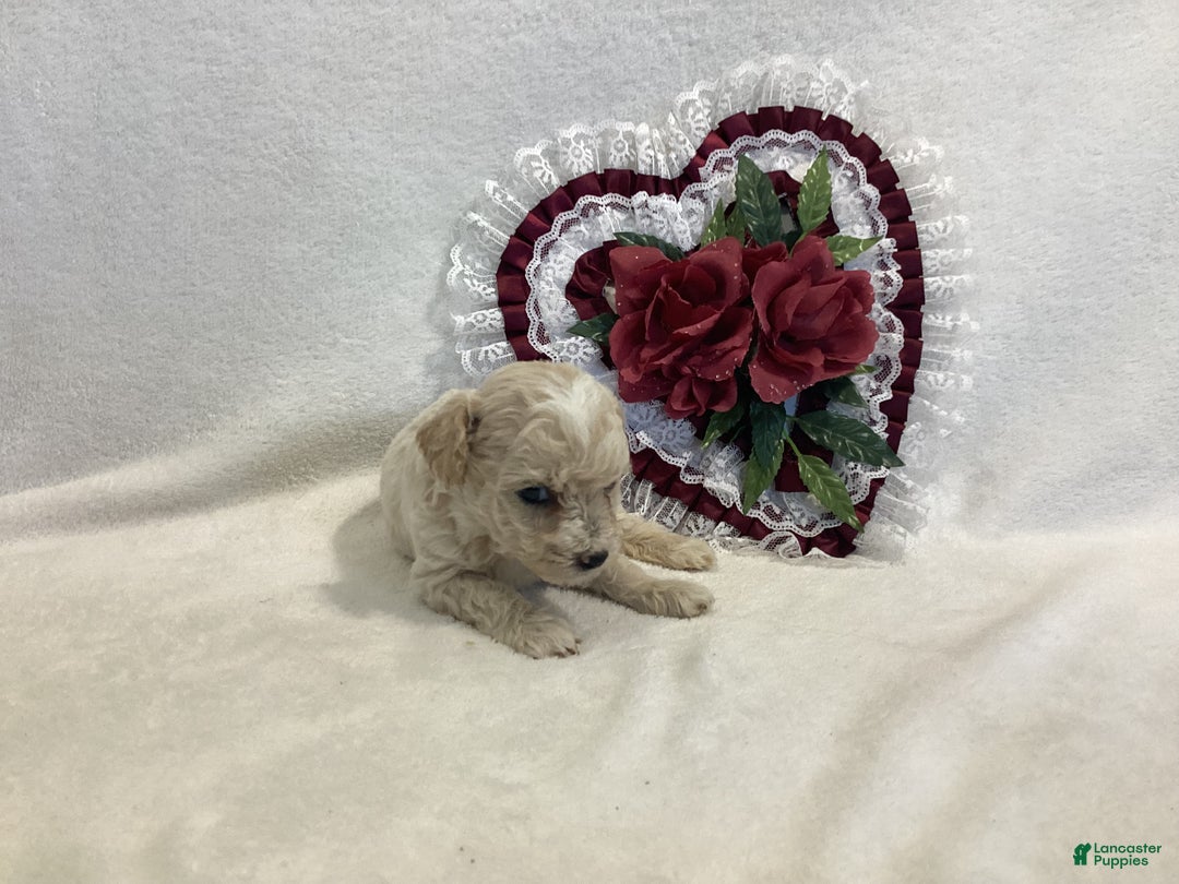 Maltipoo dogs for sale: Crispie - Ad 8