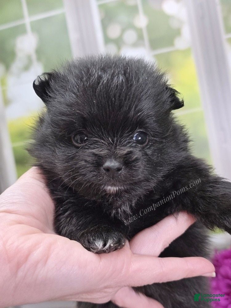 Pomeranian dogs Fudge - Adventerous Love Bug! - Black Boy - Ad 2