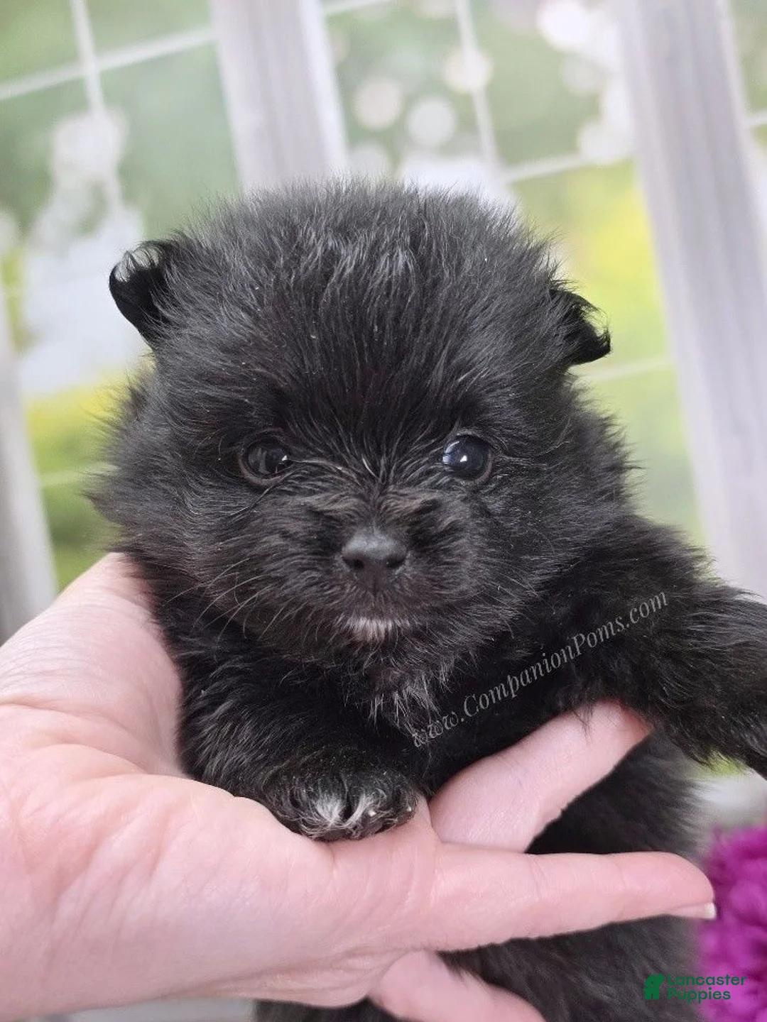 Pomeranian dogs for sale: Fudge - Adventerous Love Bug! - Black Boy - Ad 2