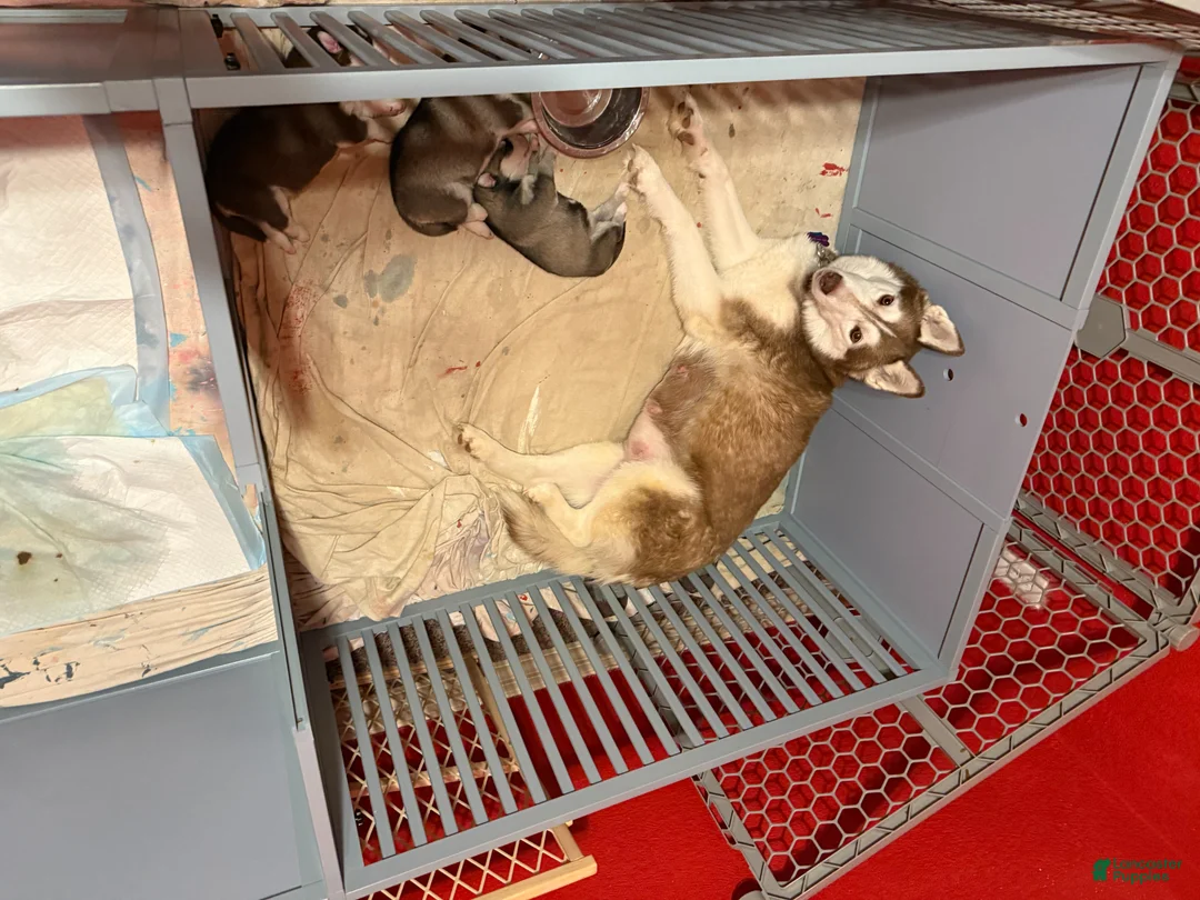 Mixed Breed dogs for sale: Siberian Husky Puppy 2 - Ad 7