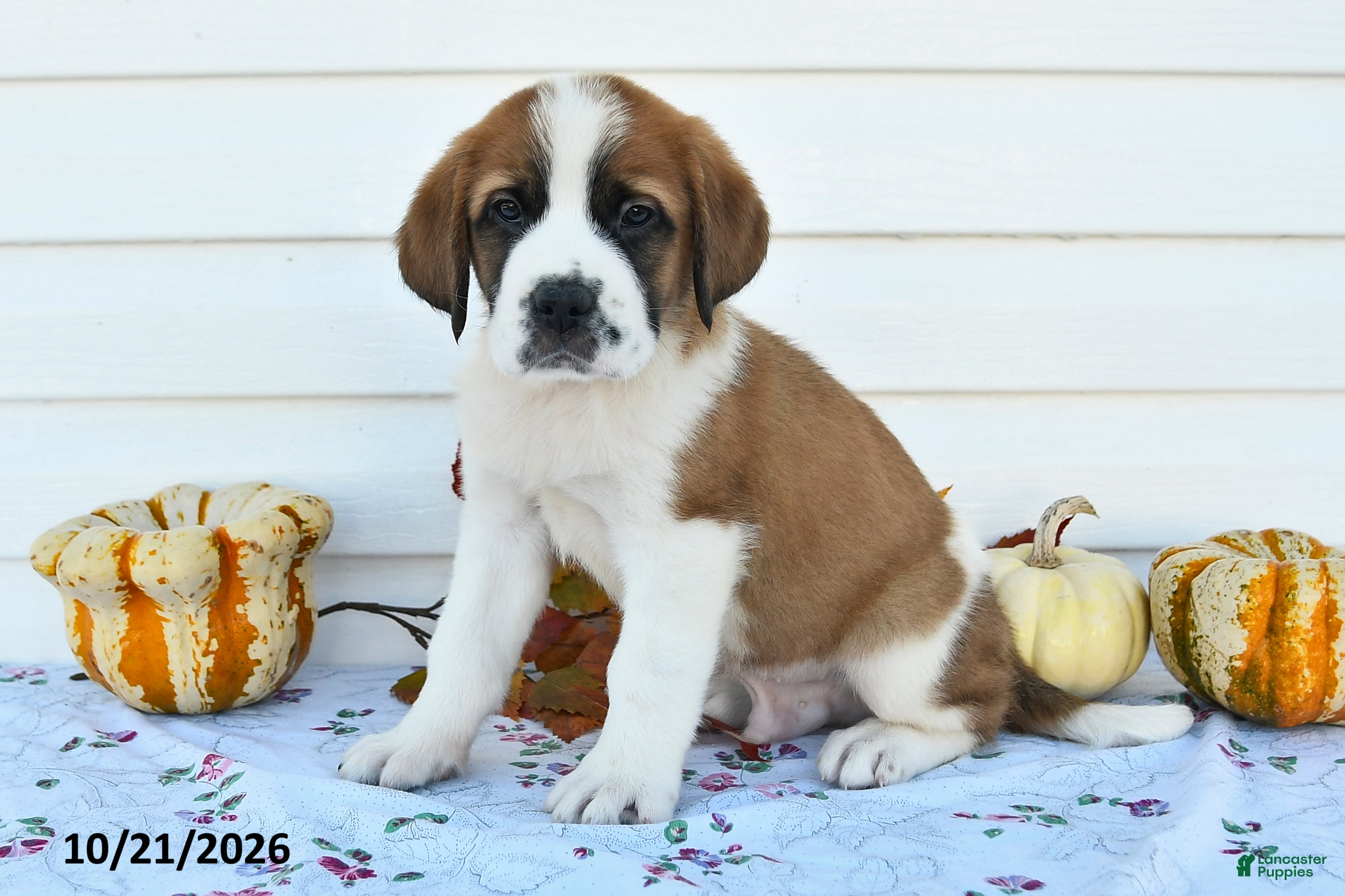 Saint Bernard dogs Prince - Ad 2