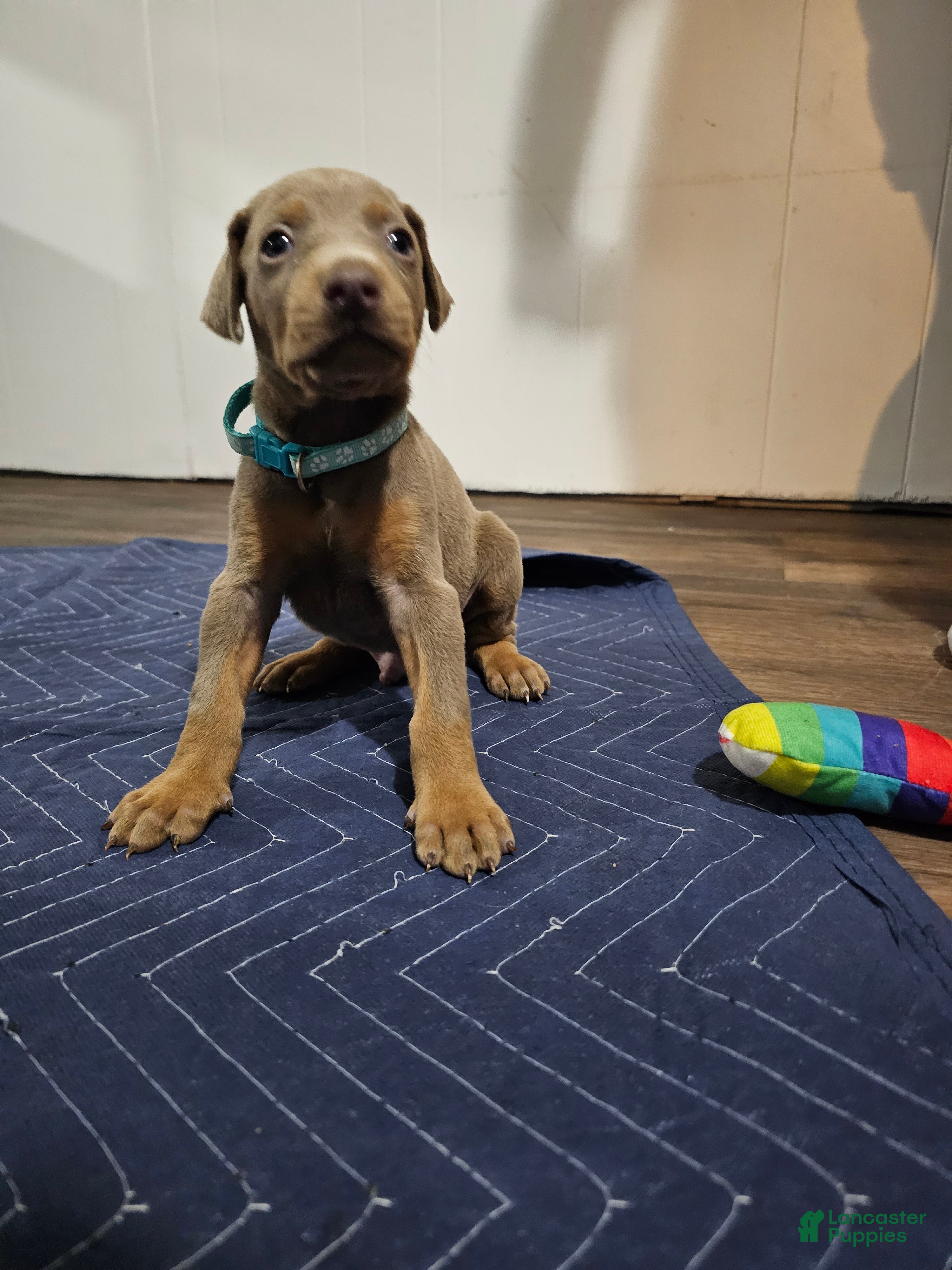 Doberman Pinscher dogs Doberman Pinscher 5 - Ad 36