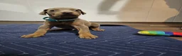 Doberman Pinscher dogs for sale: Doberman Pinscher 5 - Ad 1