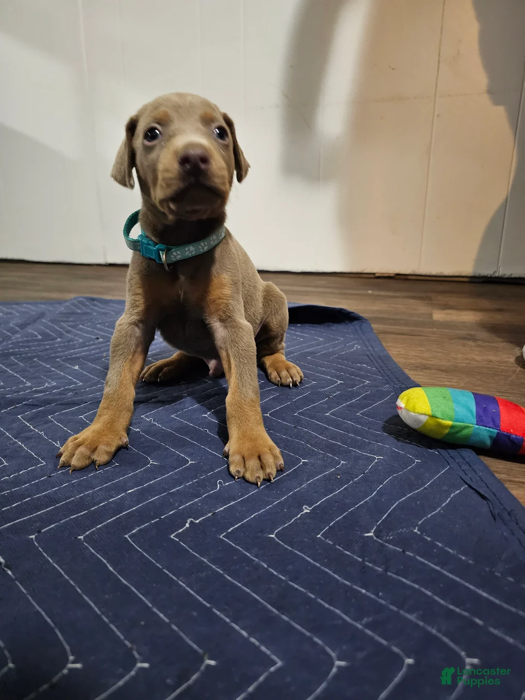Doberman Pinscher dogs for sale: Doberman Pinscher 5 - Ad 1