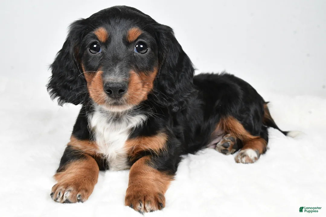 Dachshund dogs for sale: Beau - Ad 9