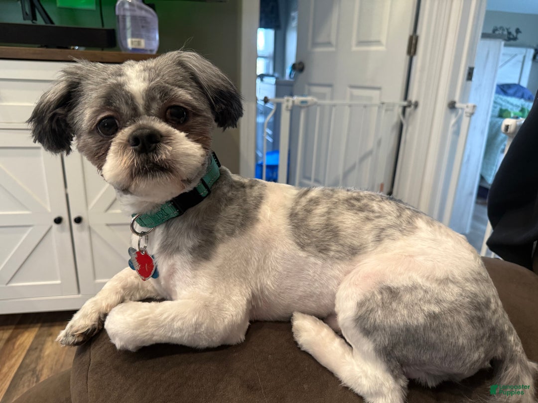 Shih Tzu dogs for sale: Raven - Ad 13