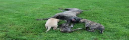 English Mastiff dogs for sale: Rose - Ad 6