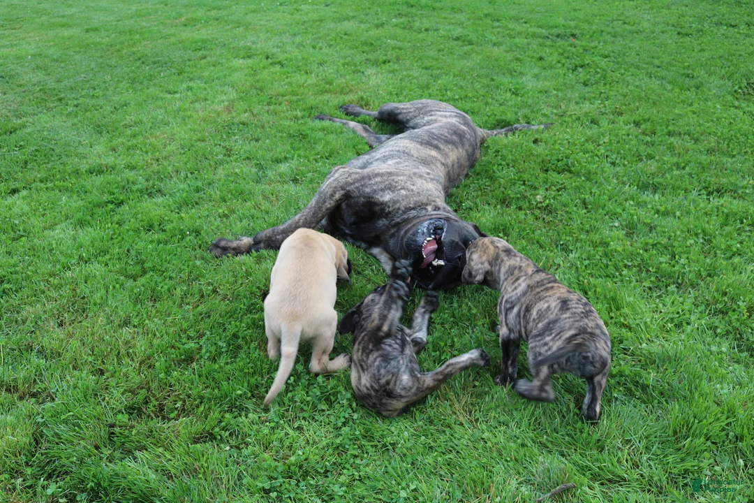 English Mastiff dogs for sale: Rose - Ad 6