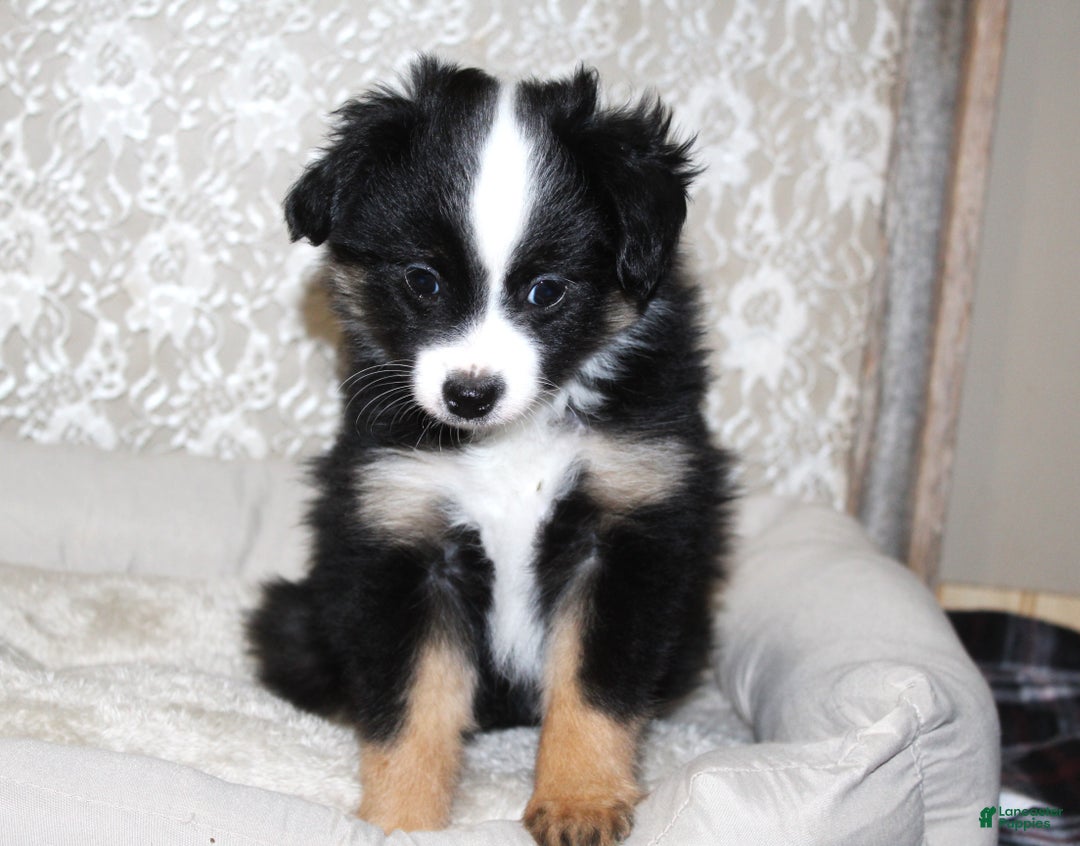 Toy Australian Shepherd dogs for sale: Toy Australian Shepherd Puppy  - Ad 3