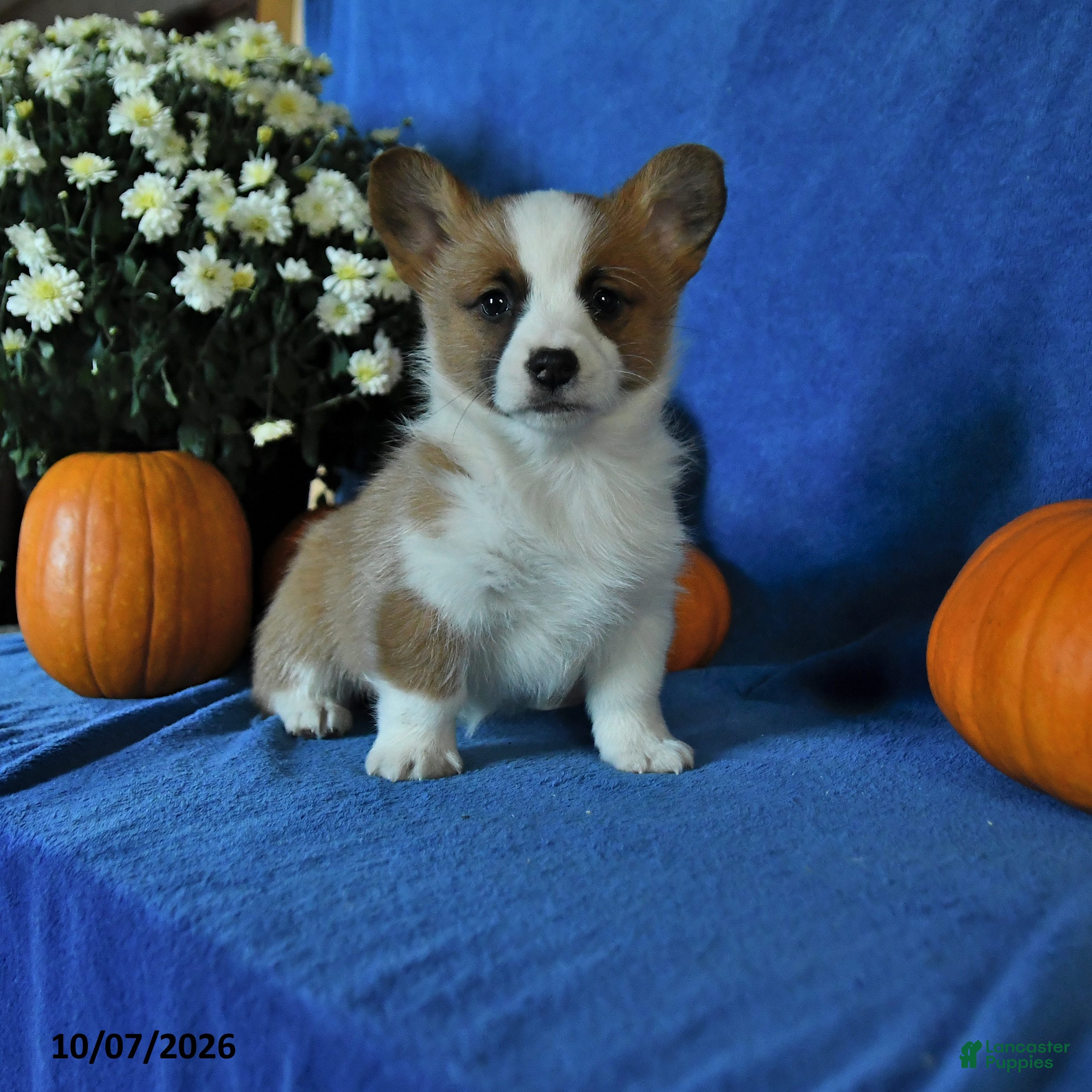 Welsh Corgi Pembroke dogs Katie - Ad 1