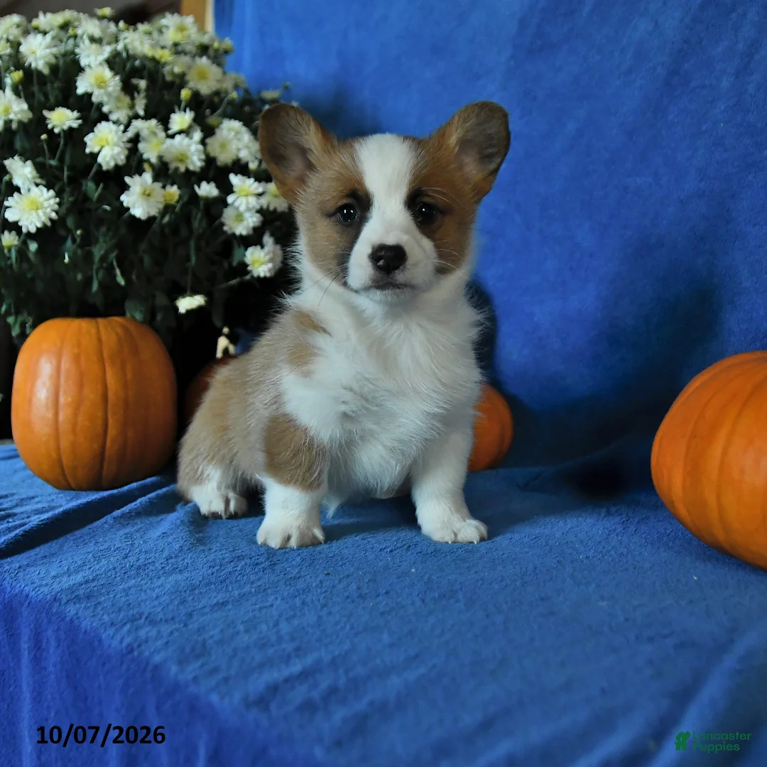 Welsh Corgi Pembroke dogs for sale: Katie - Ad 1