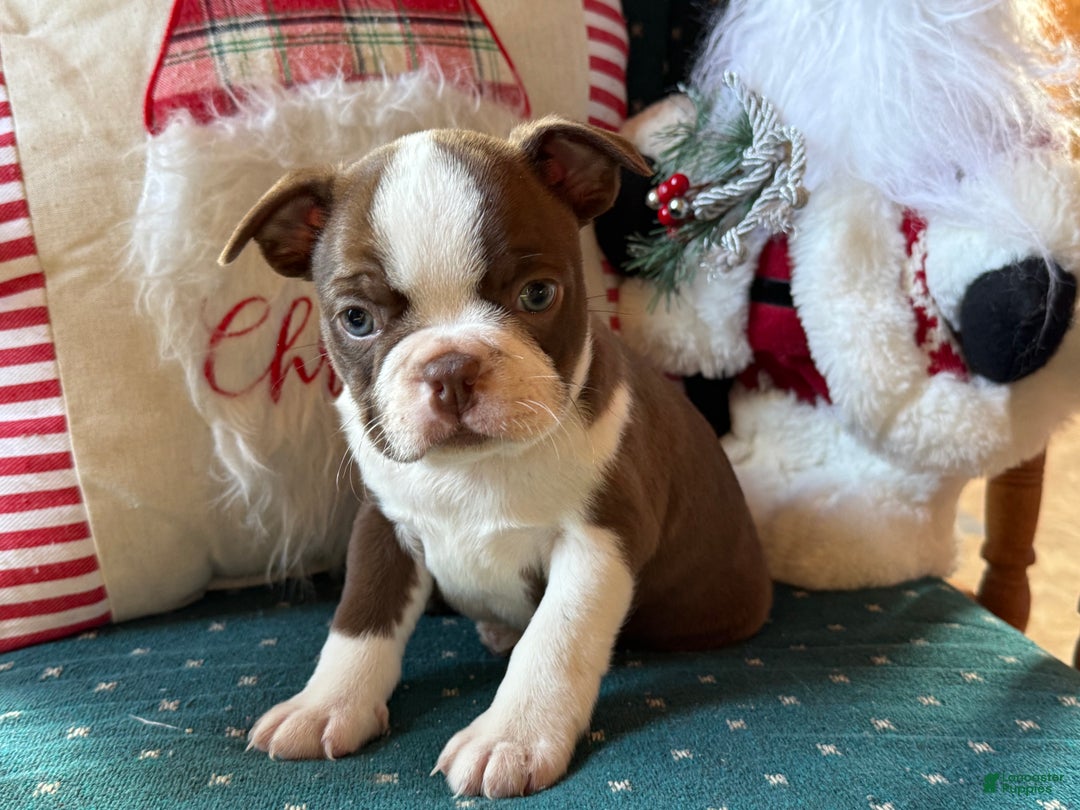 Boston Terrier dogs for sale: Blizzard  - Ad 1