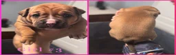 Mixed Breed dogs for sale: Mixed Breed 3 - Ad 1