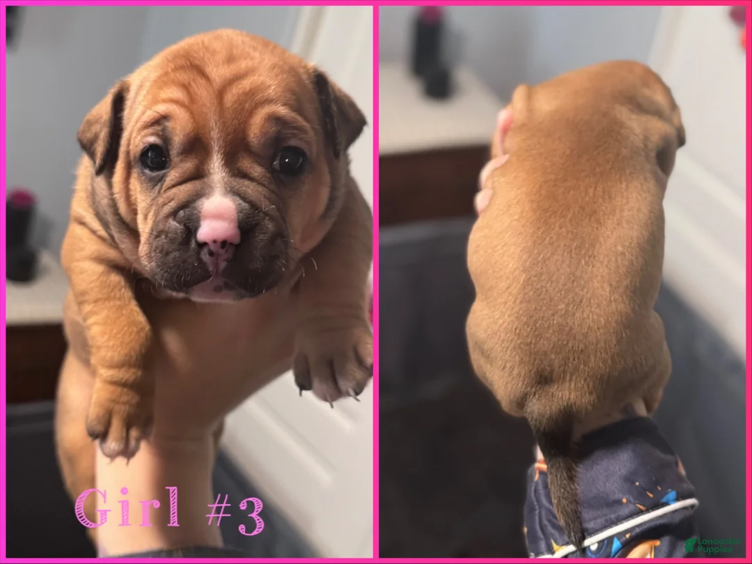 Mixed Breed dogs for sale: Mixed Breed 3 - Ad 1