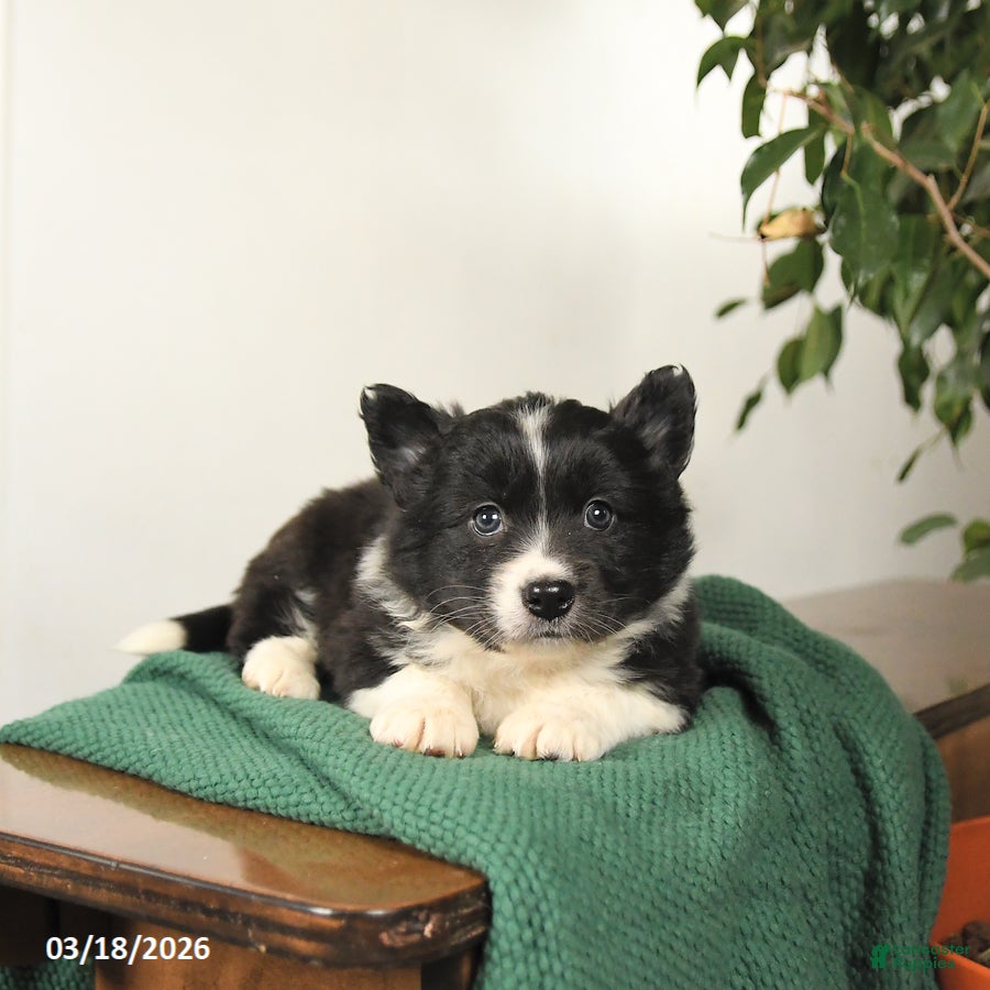 Mixed Breed dogs Jack  - Ad 2