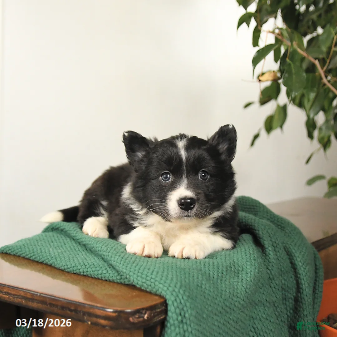 Mixed Breed dogs for sale: Jack  - Ad 2