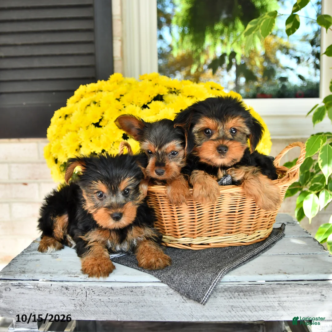 Yorkshire Terrier dogs for sale: Rico  - Ad 5