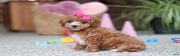 Cavapoo dogs for sale: Allie - Ad 2