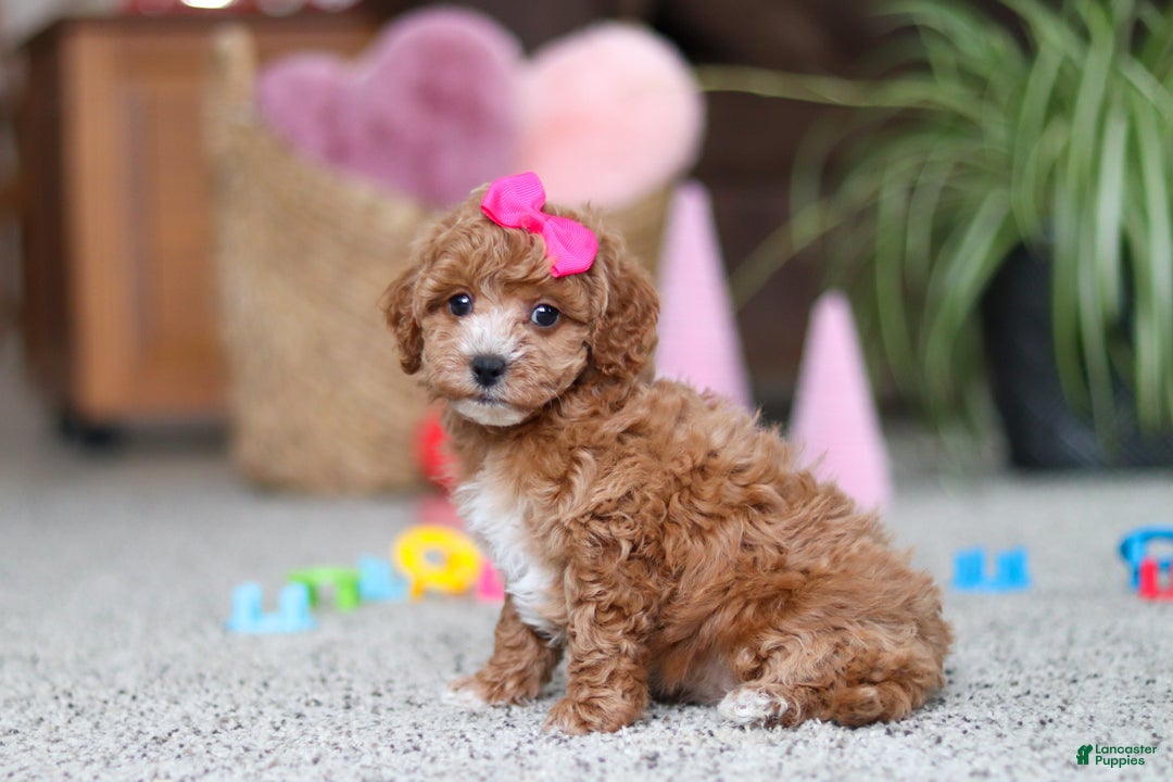 Cavapoo dogs for sale: Allie - Ad 2