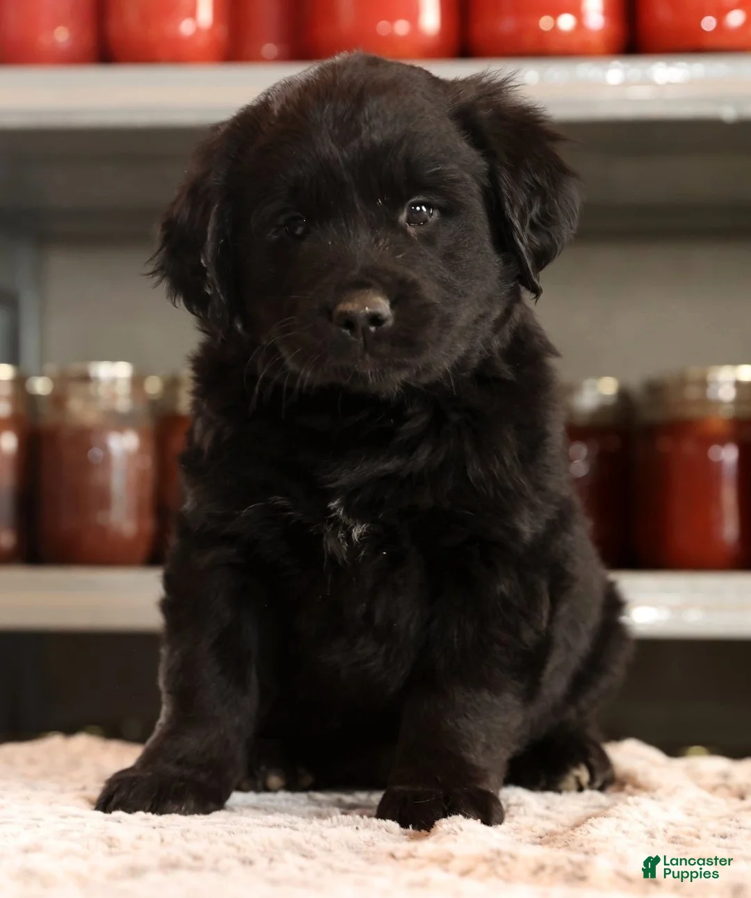 Mini Goldendoodle dogs for sale: Ken - Ad 9