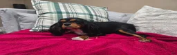 Cavalier King Charles Spaniel dogs for sale: Cavalier King Charles Spaniel 3 - Ad 3