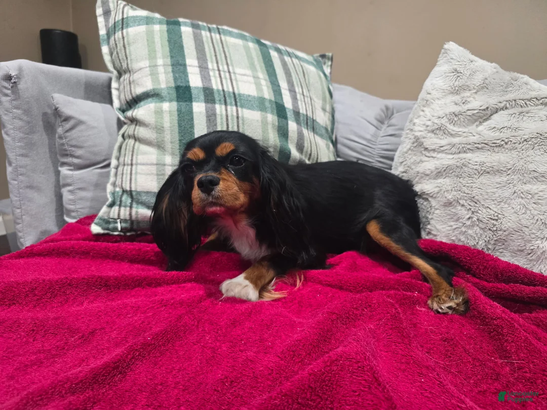 Cavalier King Charles Spaniel dogs for sale: Cavalier King Charles Spaniel 5 - Ad 2