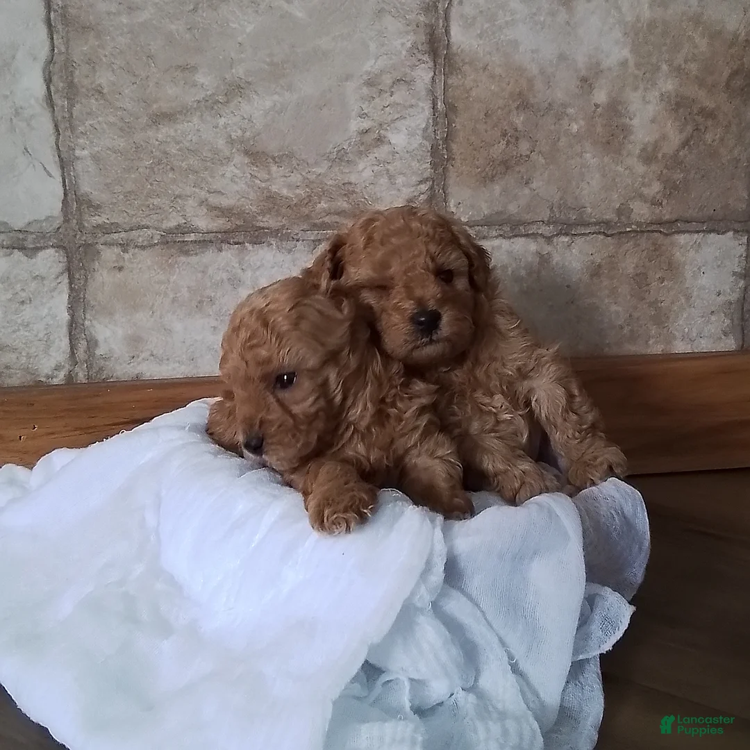 Toy Poodle dogs for sale: Basil - House Raised - Ad 6