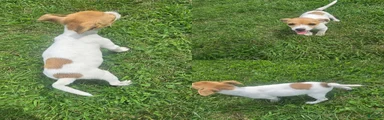 Jack Russell Terrier 3