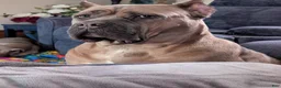 Cane Corso dogs for sale: Cane Corso 1 - Ad 3