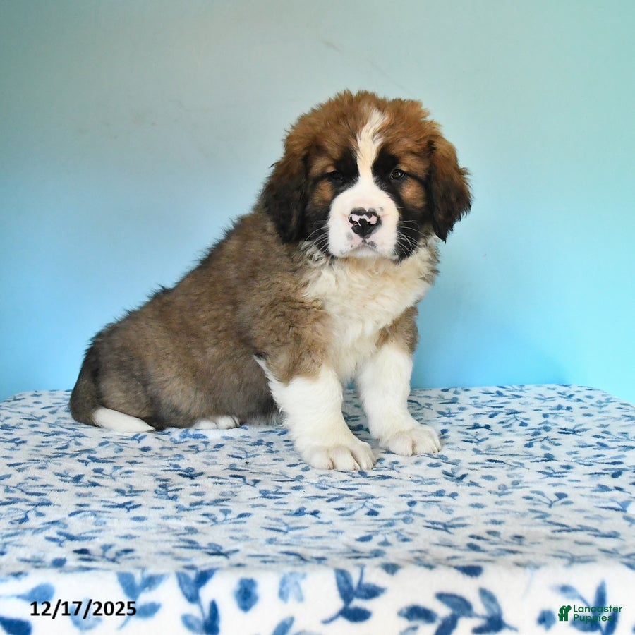 Mixed Breed dogs Bandit - Ad 13