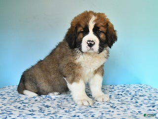 Mixed Breed dogs Bandit - Ad 13