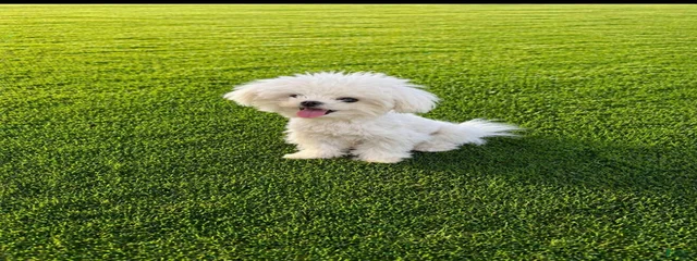 Winston