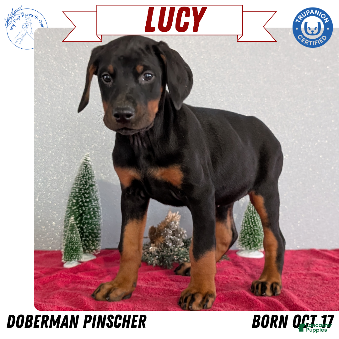 Doberman Pinscher dogs Lucy  - Ad 1