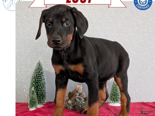 Doberman Pinscher dogs Lucy - Ad 2