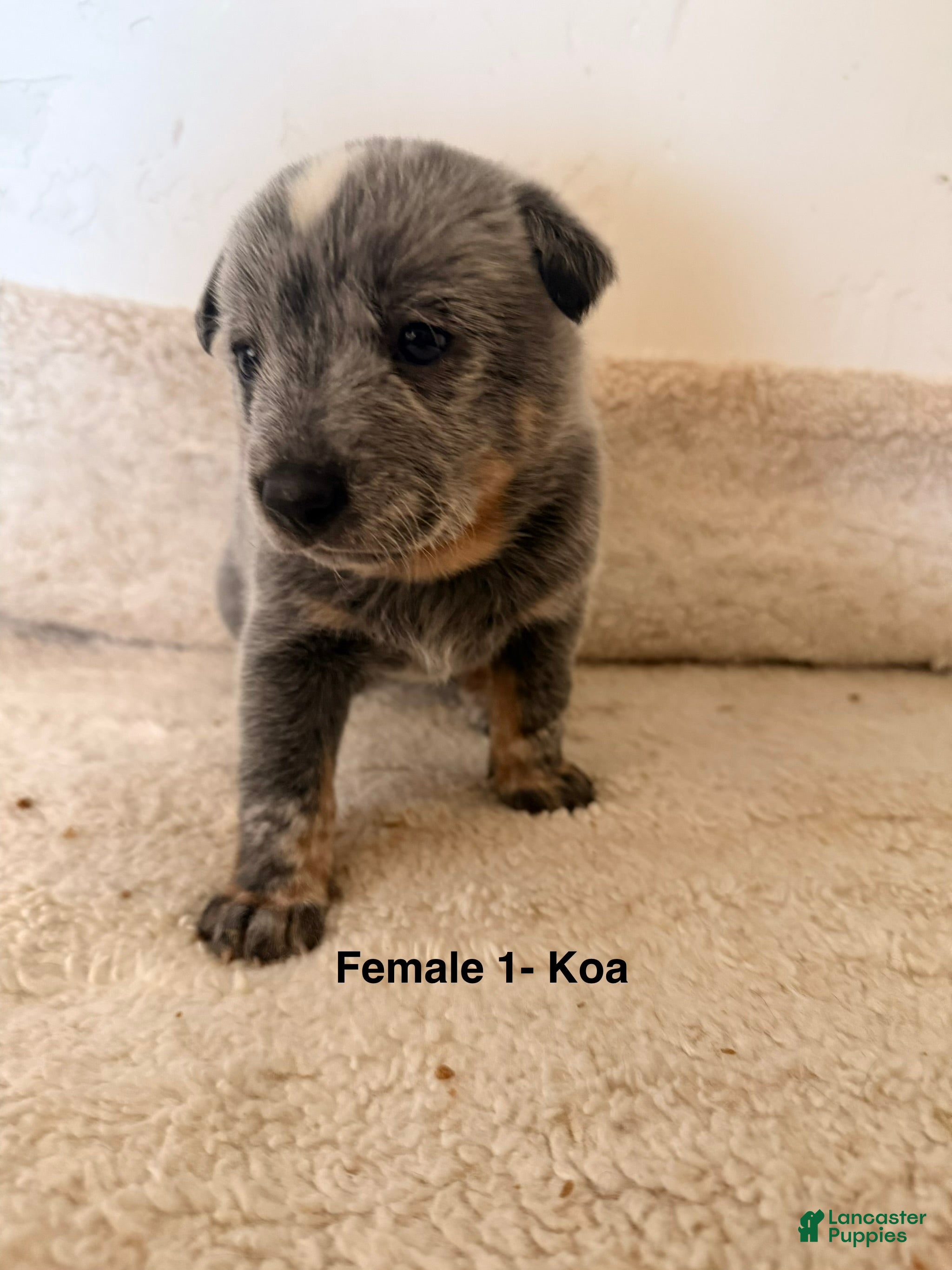 Australian Cattle Dog dogs Australian Cattle Dog 4 - Ad 1