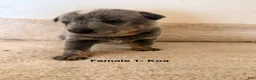 Australian Cattle Dog dogs for sale: Australian Cattle Dog 4 - Ad 1