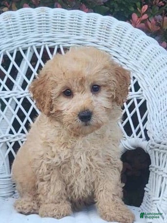 Miniature Poodle dogs for sale: Laray - Ad 2