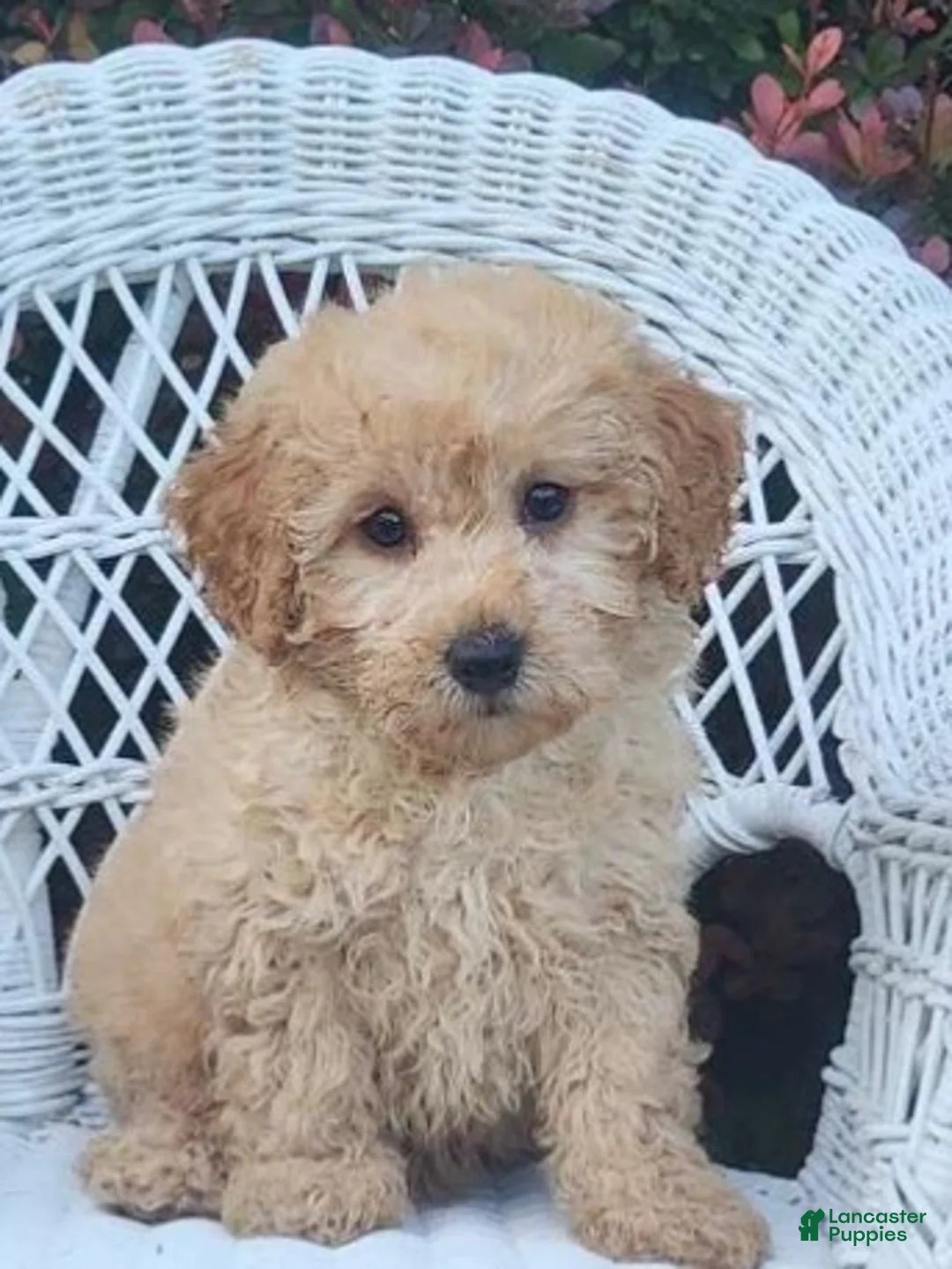 Miniature Poodle dogs for sale: Laray - Ad 1