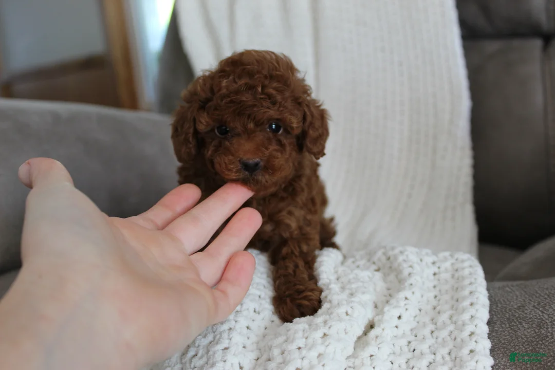 Toy Poodle dogs for sale: Mia - Ad 1