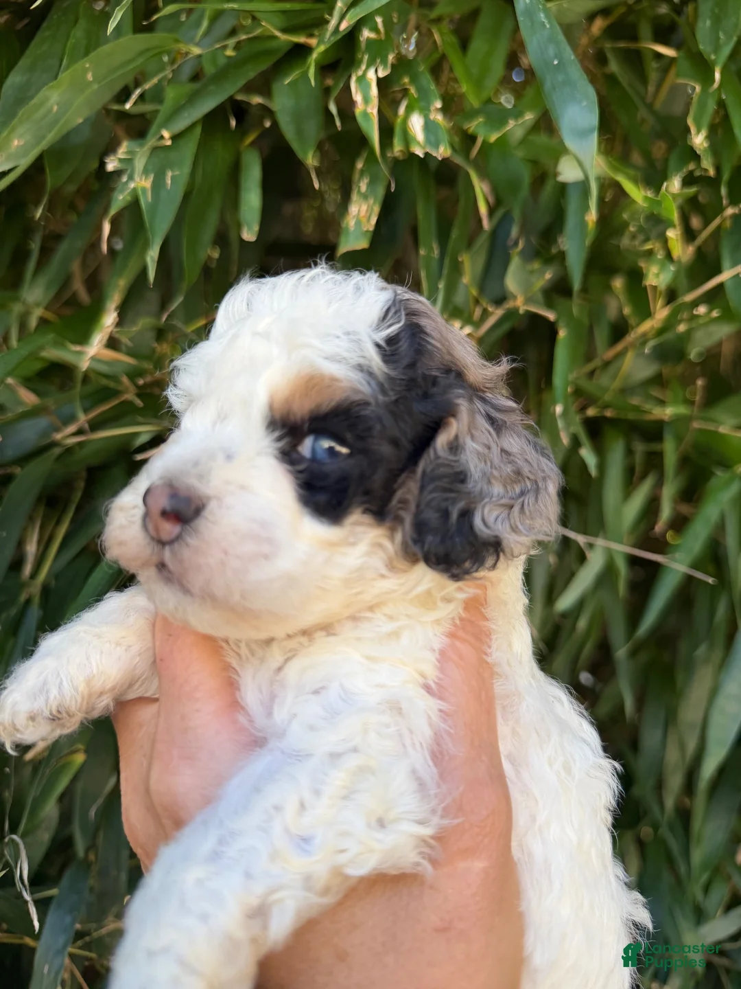 Cockapoo dogs for sale: Cockapoo 6 - Ad 2