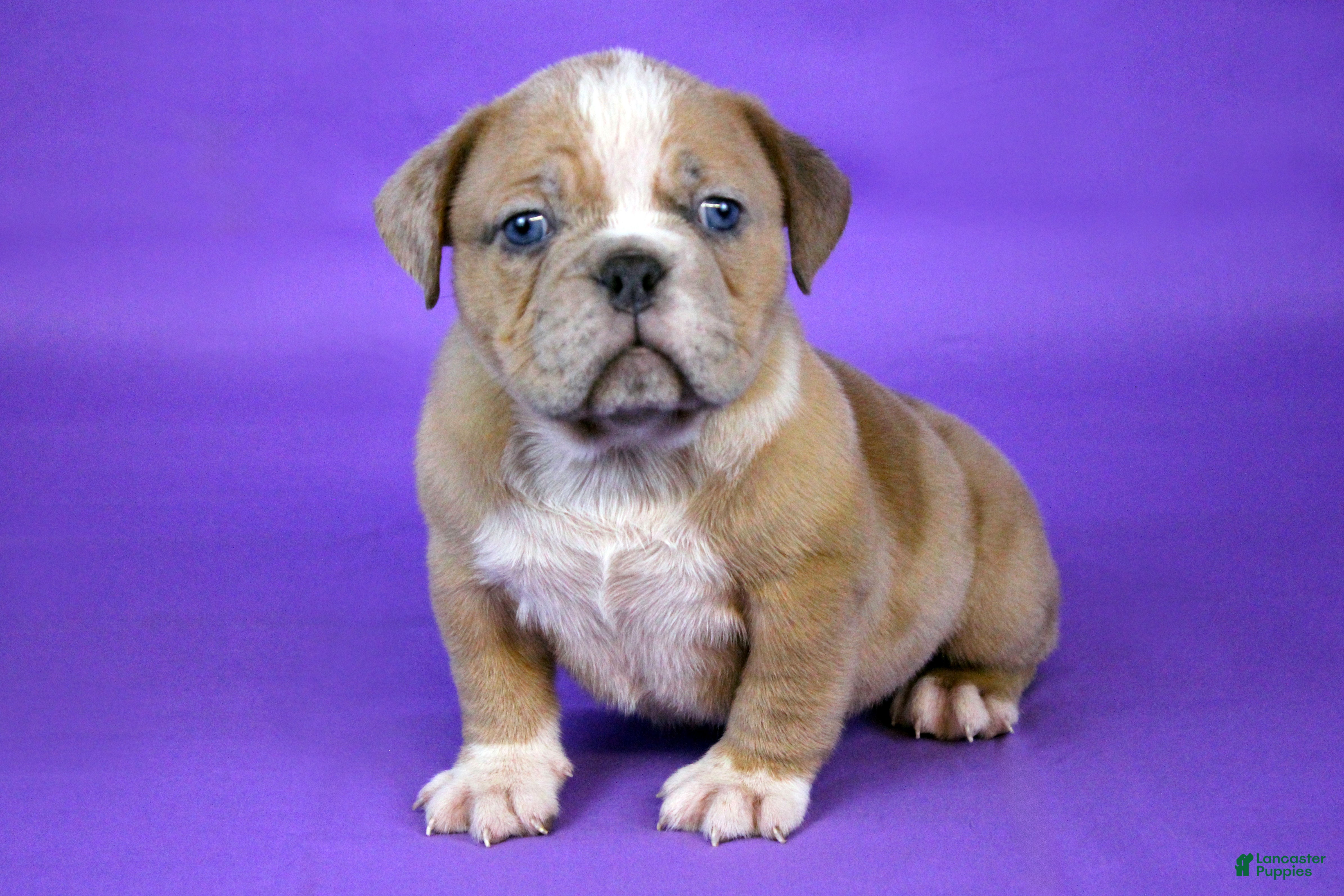 American Bully dogs Fawn Merle Female - Ad 15