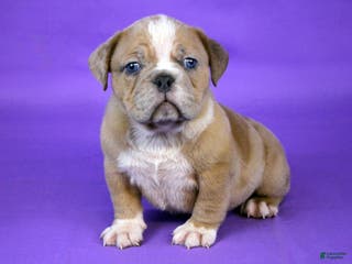 American Bully dogs Fawn Merle Female - Ad 35