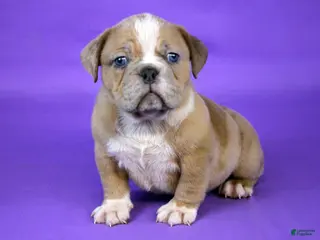 American Bully dogs Fawn Merle Female - Ad 15