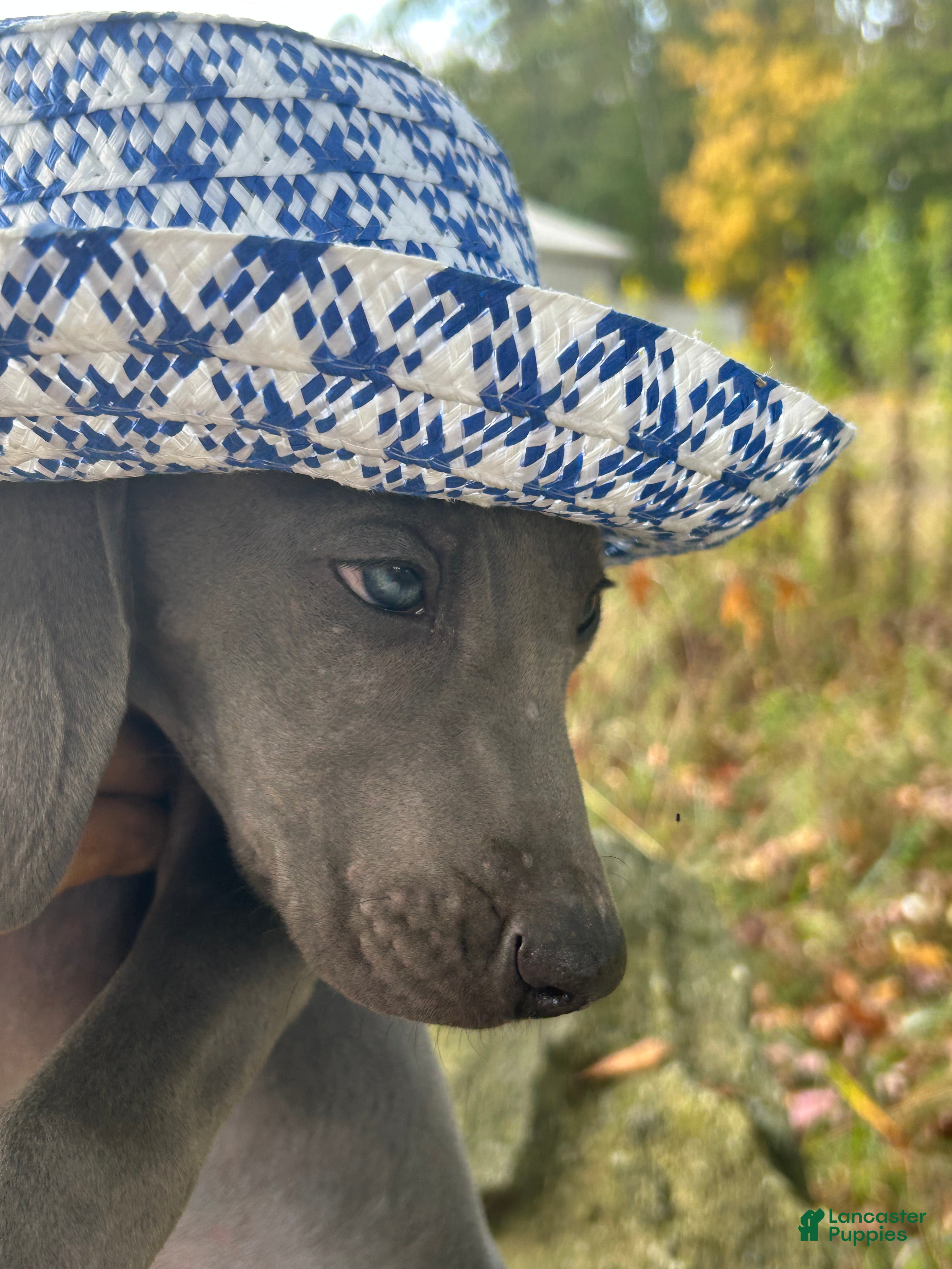 Weimaraner dogs Maggie's F1 - Ad 4
